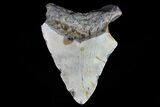 Bargain, Megalodon Tooth - North Carolina #76246-2